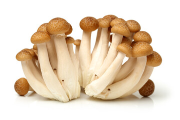 brown beech mushroom on white background 