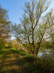 Fototapeta premium Sonnenuntergang im Vogelschutzgebiet NSG Garstadt bei Heidenfeld im Landkreis Schweinfurt, Unterfranken, Bayern, Deutschland