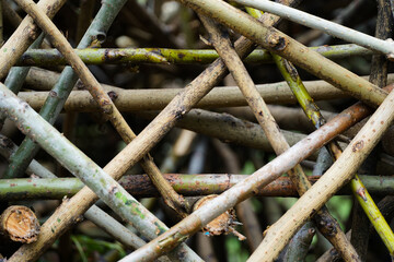 land art, beautiful background of branches, bark and trees, filmed in cloudy weather
