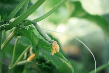 Little cucumber growing in greenhouse closeup
