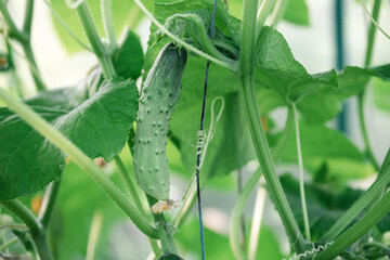 Cucumber growing in greenhouse closeup