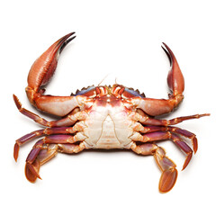 Blue swimmer crab on white background