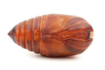 chrysalis silkworm ,silk worm cocoon on white background 