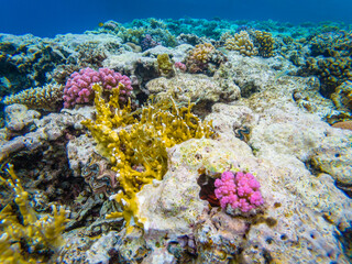 Underwater image of colorful corals in the Red Sea near Hurghada town in Egypt
