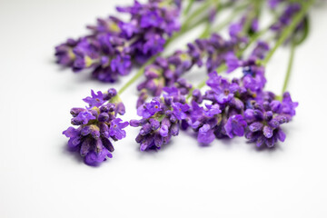 Macro studio shot of sprigs of purple English lavender (lavandula angustifolia) flower bud stems on white background with copy space