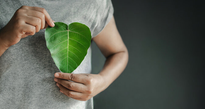 Green Energy, Renewable and Sustainable Resources. Environmental and Ecology Care Concept. Close up of Hand Holding a Heart Shape Green Leaf on Chest