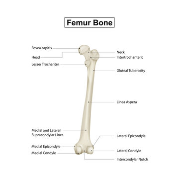 Medical Education Chart of Biology for Femur Bone Diagram.