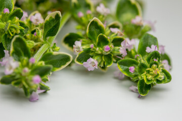 Macro studio shot of tiny blooming flowers on stems of variegated lemon thyme (thymus citriodorus)...