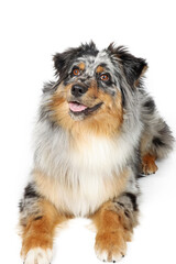 australian shepherd dog