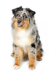 australian shepherd dog