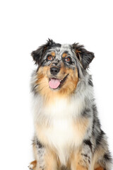 australian shepherd dog