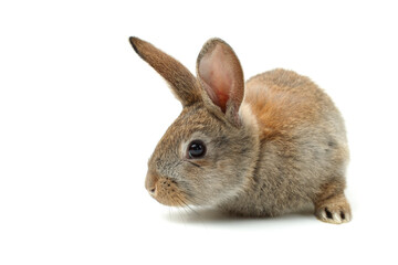rabbit on a white background 