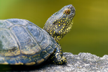Portrait einer Sumpfschildkröte