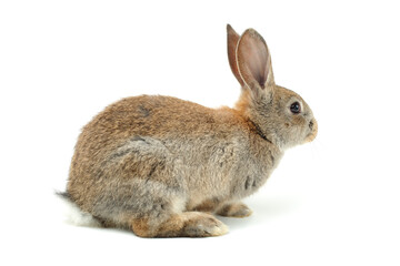 rabbit on a white background 