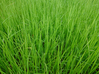 green grass background