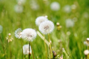 dandelion on grass
