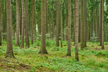 Moravian forest scene