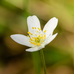 white flower of wood anemone (Anemonoides or Anemone nemorosa) or windflower, thimbleweed, smell fox