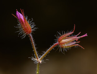 detail flower buds of herb-Robert, red robin, death come quickly, stinking Bob, squinter-pip, crow's foot, or fox or Roberts geranium (Geranium robertianum)