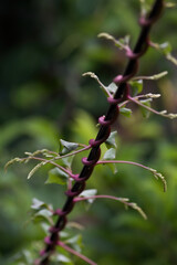 branch of a tree