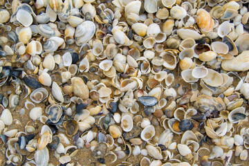 shells scattered on the sand. sea shore of shells