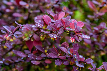 krzewy skąpane w deszczu © Piotr_Kardas