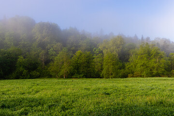 Fototapeta na wymiar las we mgle