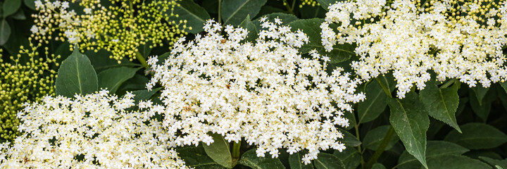 White elderberry flowers in summer sunny day.  Black sambucus (Sambucus nigra) white blooms. White...