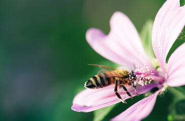 bee on flower