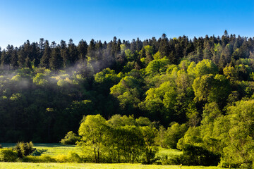 Poranna mgła nad lasem w górach © Piotr_Kardas