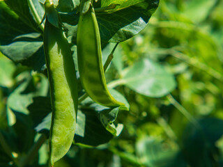 Natural organic food. Close-up of green pea pods on a branch of a pea plant in natural light on a blurred green background of a garden bed in the open ground
