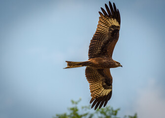 Beautiful birds in the woods