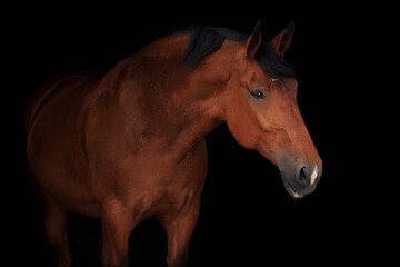 Red horse portrait black background