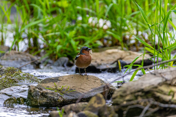 Zięba nad strumieniem © Piotr_Kardas