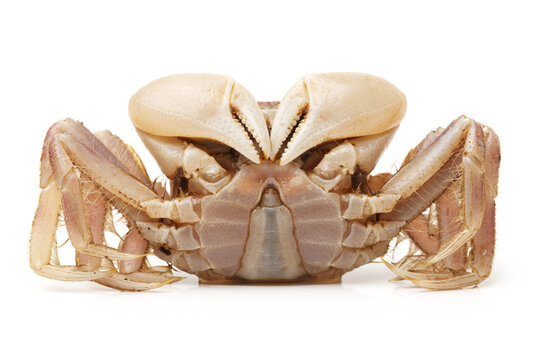 Crab isolated in white background