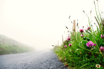 Clover flowers grow on the edge of a road. Fog over small country asphalt road. Selective focus,...