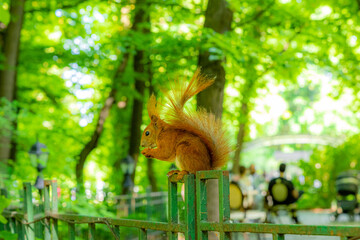 Wiewiórka na ogrodzeniu © Piotr_Kardas