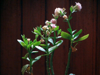 beautiful flower on wooden background