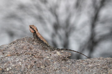 Lizards trying to merge with the Rock colour