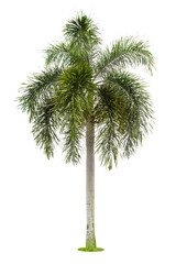 The palm tree isolated on white.