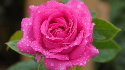 pink rose with water drops of rain
