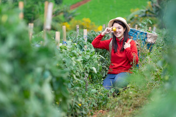 Asian woman carries a basket to tomato picking in garden.