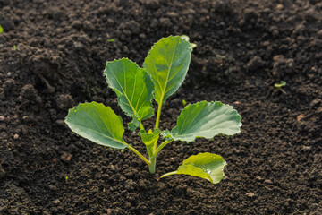 Seedlings of cabbage against the background of the soil. Green sprout of cabbage in organic soil