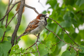 Sparrow sitting on a green birch branch. Sparrow with playful poise on branch of a birch in spring or summer