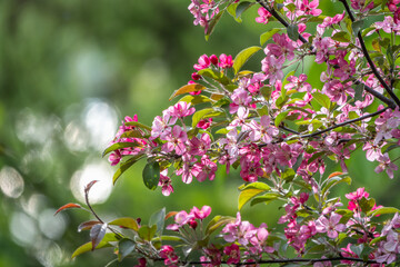 Fresh pink flowers of a blossoming apple tree with blured background