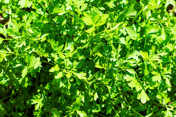 Fototapeta na wymiar parsley growing in the garden top view background background