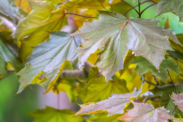 Tree branch with dark red leaves, Acer platanoides, the Norway maple Crimson King. Red Maple acutifoliate Crimson King, young plant with green background.