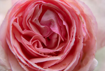 Macro shot of a natural pink rose flower with raindrops