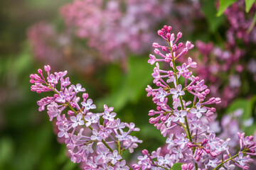 Pink Blooming Lilac Flowers in spring with blured background