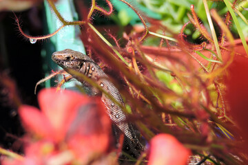 A portrait of a wild sand lizard basking in the Sun between forked sundew leaves
